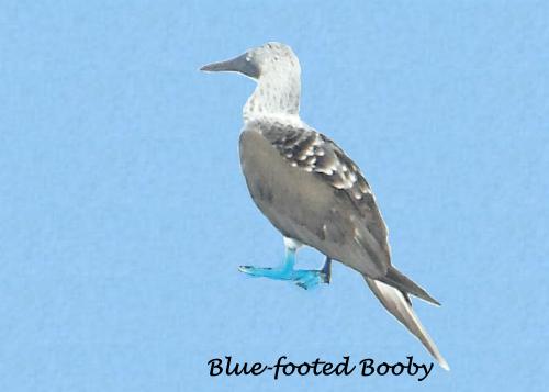 blue Footed Boody